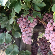 bunch of red grapes growing on a vine in a vineyard