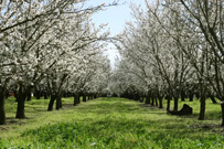 orchard of nut trees in a field